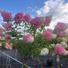 Load image into Gallery viewer, Standard Hydrangea, Vanilla Strawberry 31