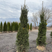 Load image into Gallery viewer, Columnar Norway Spruce