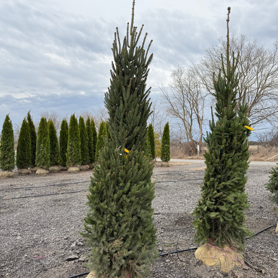 Columnar Norway Spruce
