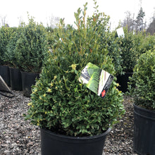 Load image into Gallery viewer, Cone Boxwood, Green Mountain