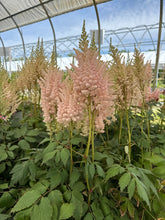 Load image into Gallery viewer, Astilbe, Visions Inferno