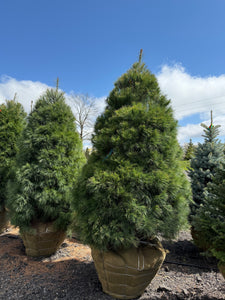 White Pine
