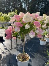 Load image into Gallery viewer, Standard Hydrangea, Vanilla Strawberry 23/24