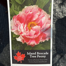Load image into Gallery viewer, Tree Peony,Island Brocade