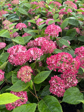 Load image into Gallery viewer, Hydrangea, Invincibelle Ruby