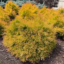 Load image into Gallery viewer, Fire Chief Globe Cedar