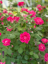 Load image into Gallery viewer, Standard Rose, Pink Double Knock Out