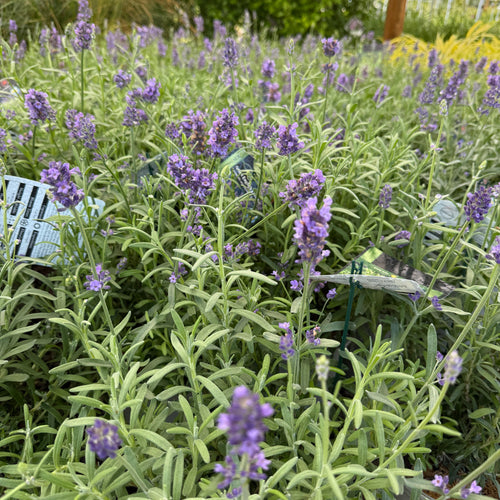 English Lavender, Annet