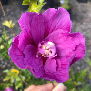 Rose of Sharon, Lavender Chiffon