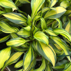 Hosta, Rainbow's End