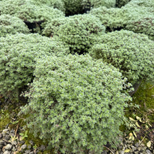 Load image into Gallery viewer, Creeping Woolly Thyme