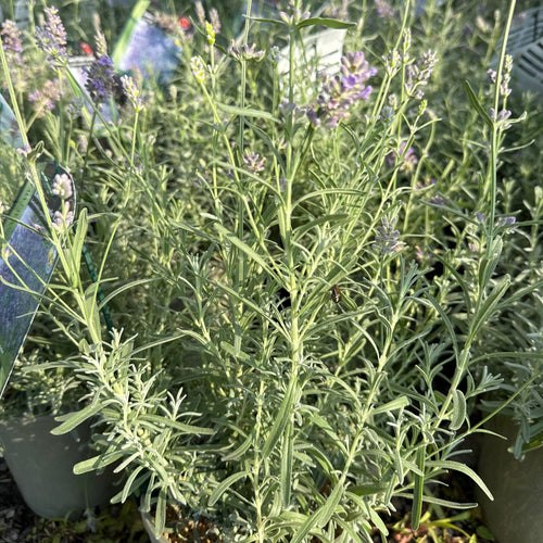 English Lavender, Essence Purple