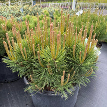 Load image into Gallery viewer, Mugo Pine