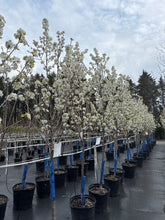 Load image into Gallery viewer, Chanticleer Ornamental Pear 11/12