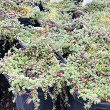 Load image into Gallery viewer, Creeping Woolly Thyme
