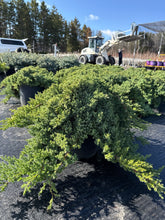 Load image into Gallery viewer, Japanese Garden Juniper