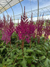 Load image into Gallery viewer, Astilbe, Visions in Red
