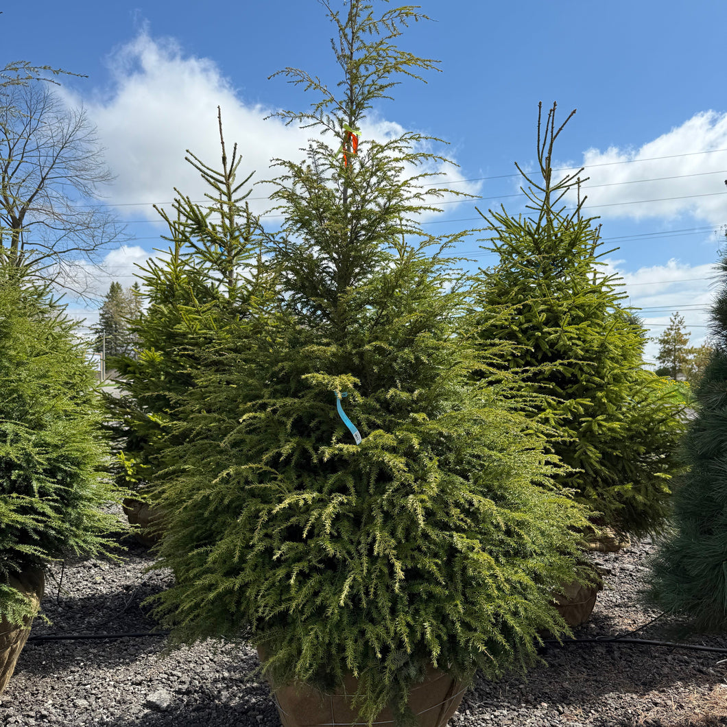 Canadian Hemlock