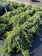 Load image into Gallery viewer, Japanese Garden Juniper