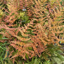 Load image into Gallery viewer, Autumn Fern, Brilliance