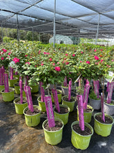 Load image into Gallery viewer, Standard Rose, Pink Double Knock Out
