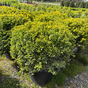 Boxwood, Green Velvet