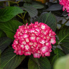 Load image into Gallery viewer, Hydrangea, Eclipse