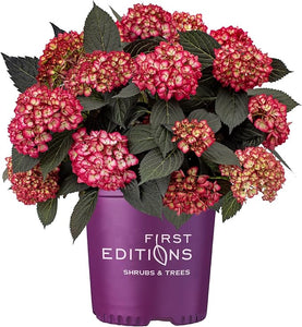 Hydrangea, Eclipse