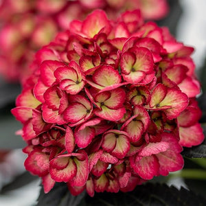 Hydrangea, Eclipse