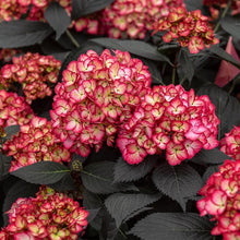 Load image into Gallery viewer, Hydrangea, Eclipse