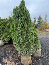 Load image into Gallery viewer, DeGroot’s Spire Cedar