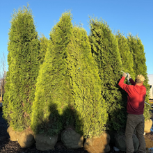 Load image into Gallery viewer, Skybound Cedar