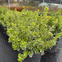 Load image into Gallery viewer, Emerald Gaiety Euonymus