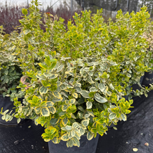 Load image into Gallery viewer, Emerald N Gold Euonymus