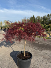 Load image into Gallery viewer, Red Dragon Japanese Maple