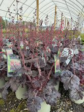 Load image into Gallery viewer, Coral Bells,'Timeless Night'