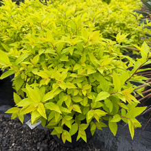 Load image into Gallery viewer, Goldmound Spirea