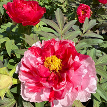 Load image into Gallery viewer, Tree Peony,Island Brocade