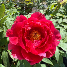 Load image into Gallery viewer, Tree Peony,Island Brocade