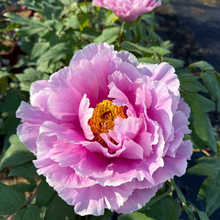 Load image into Gallery viewer, Tree Peony,Black Dragon's Splendid Flower