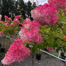 Load image into Gallery viewer, Standard Hydrangea, Vanilla Strawberry 31