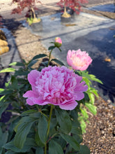 Load image into Gallery viewer, Garden Peony, Monsieur Jules Elie