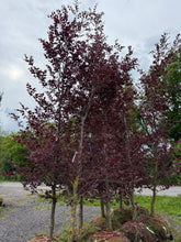 Load image into Gallery viewer, Tricolor Beech