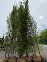 Load image into Gallery viewer, Pyramidal European Hornbeam