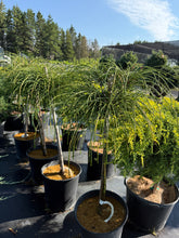 Load image into Gallery viewer, Standard Whipcord Cedar