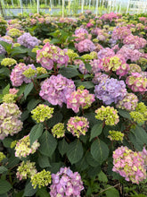 Load image into Gallery viewer, Hydrangea, Bloomstruck