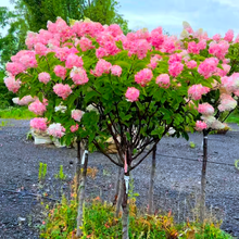 Load image into Gallery viewer, Standard Hydrangea, Berry White