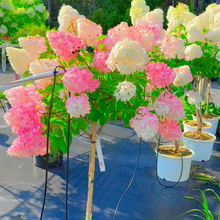 Load image into Gallery viewer, Standard Hydrangea, Vanilla Strawberry 23/24