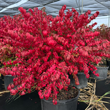Load image into Gallery viewer, Dwarf Burning Bush