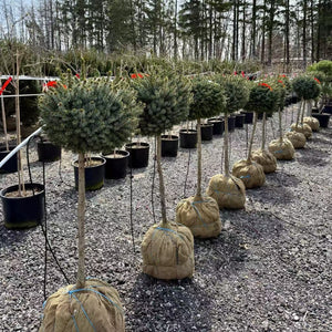 Standard Serbian Spruce